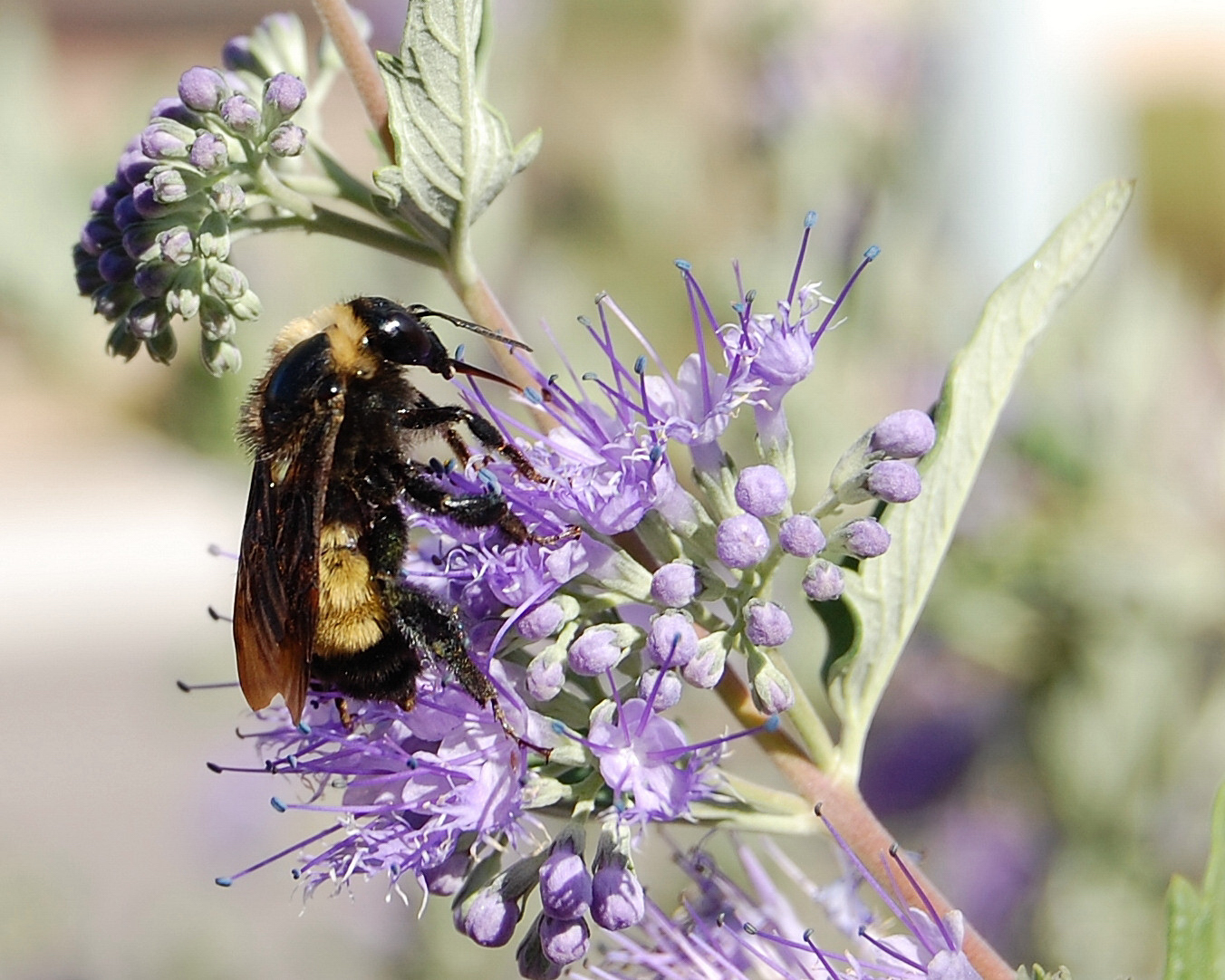Bumblebee Albuquerque PP Sharp Low