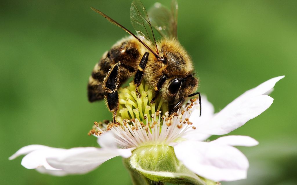 bee 1099005 1920