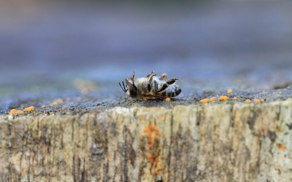 bee 3419634 1920 1