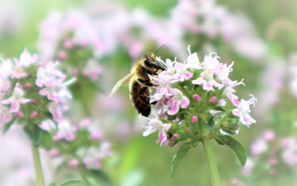 bee 3590381 1920
