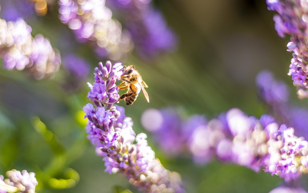 bee 3612324 1920