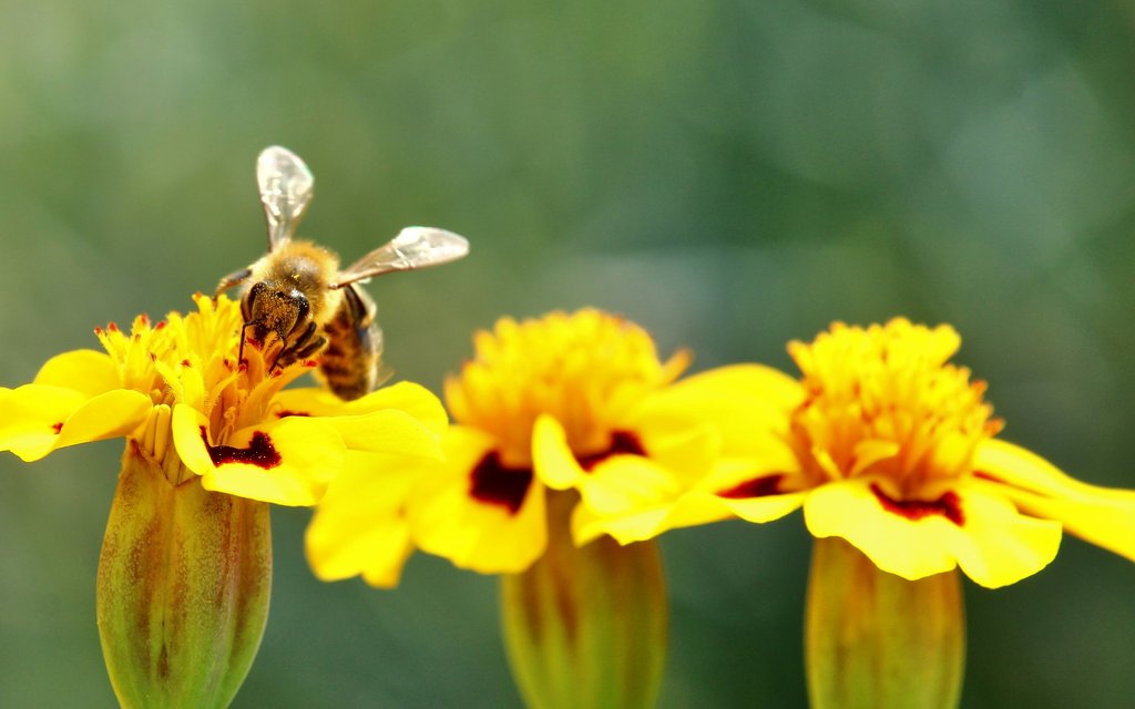 bee 4074972 1920