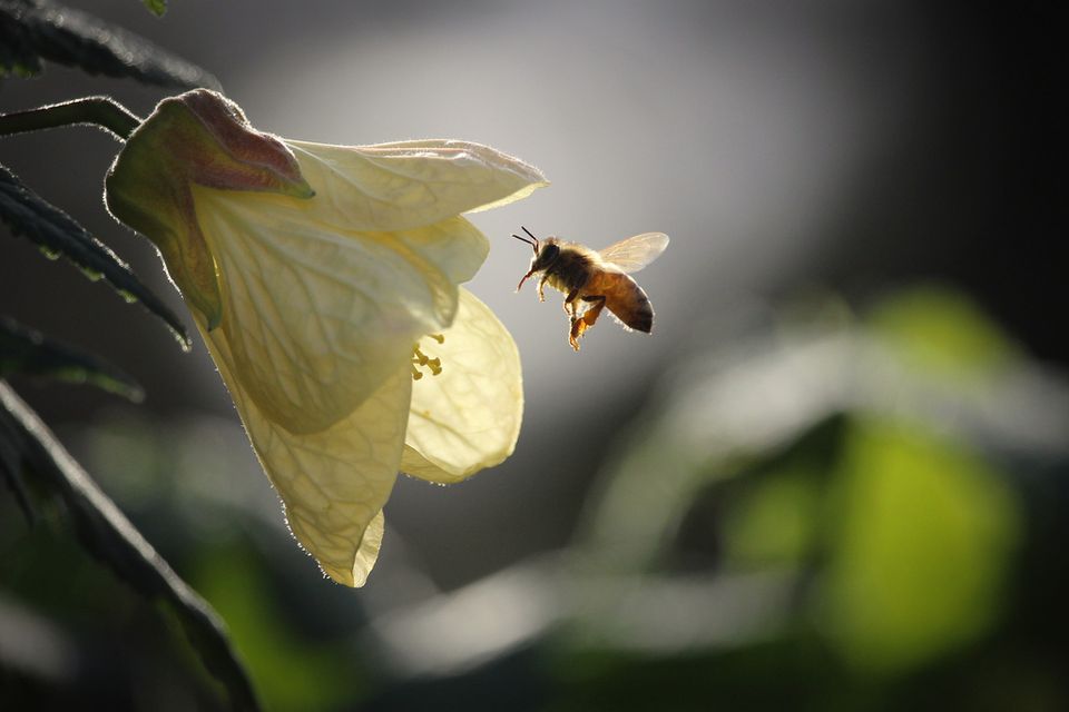 bee 4325888 1920