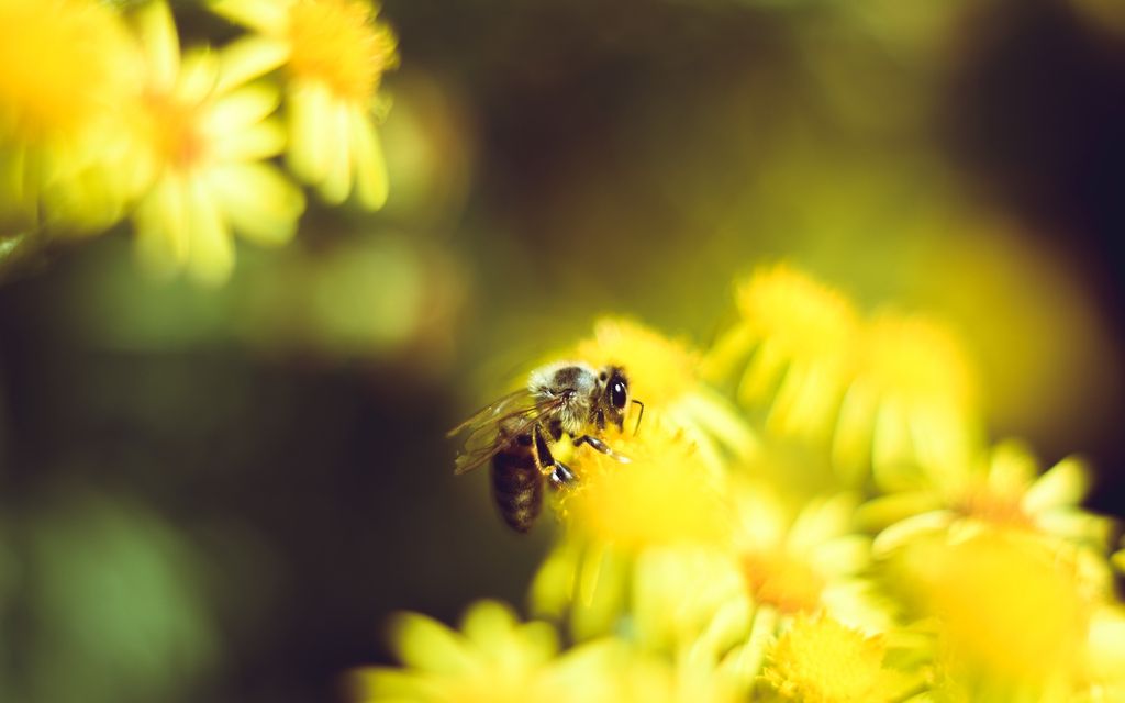 bee 4387544 1920