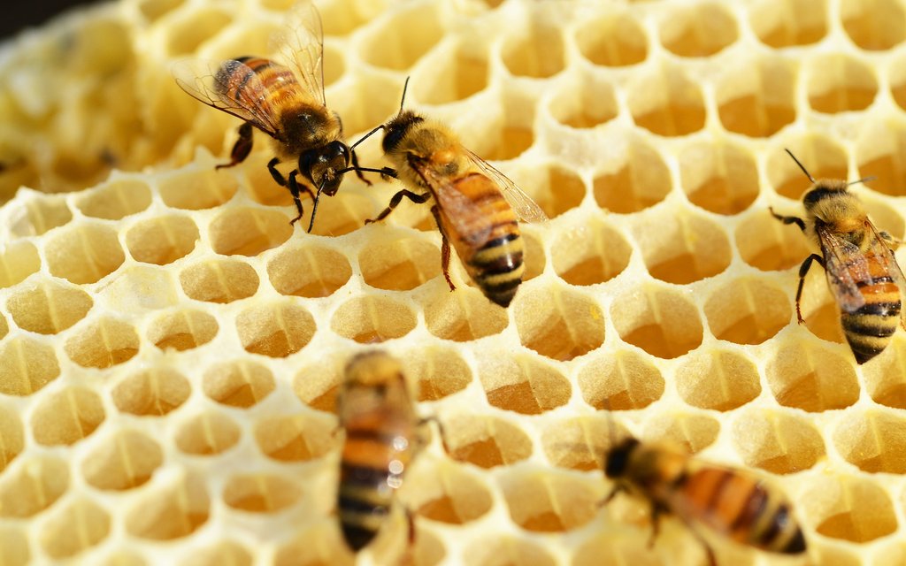 bees 352206 1920