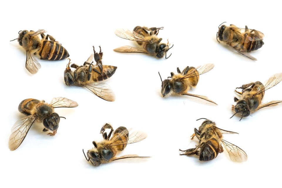 bees