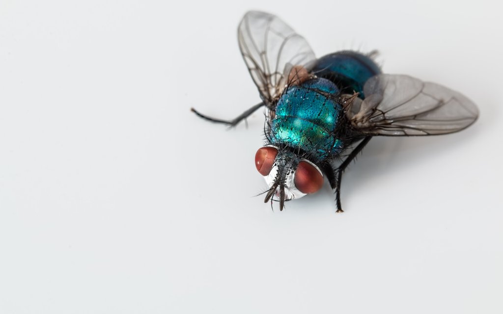 blowfly 2151453 1920