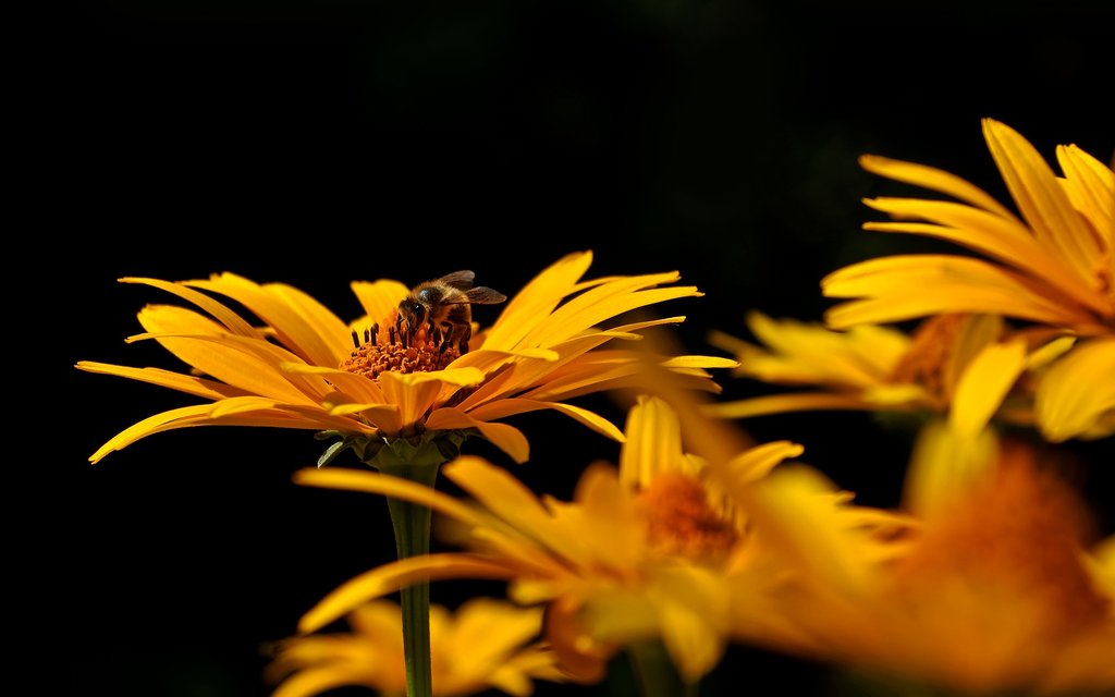 flower 3125972 1920