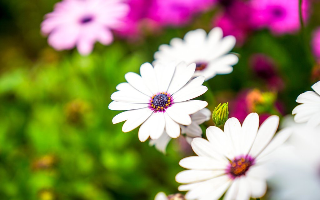 flowers 4008617 1920