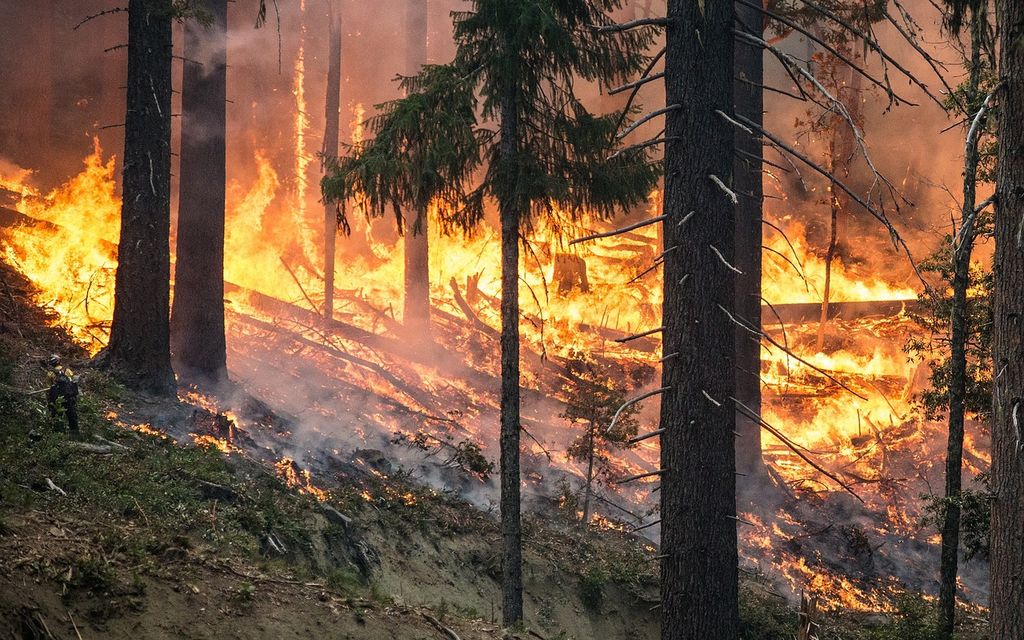 forest fire 2268725 1280