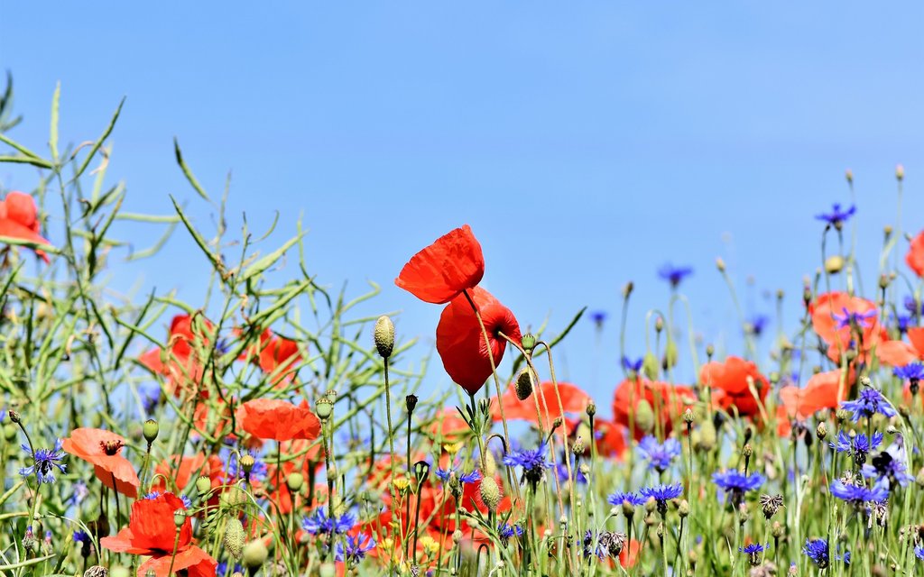 poppy 3441348 1920