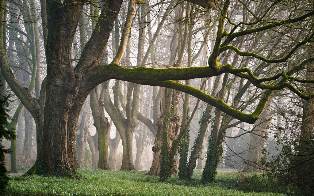 forest 3287976 1920