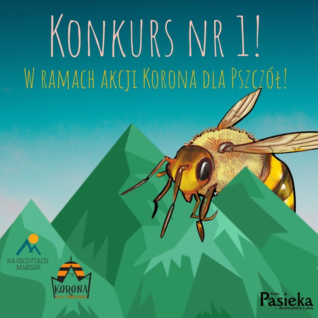 Konkurs