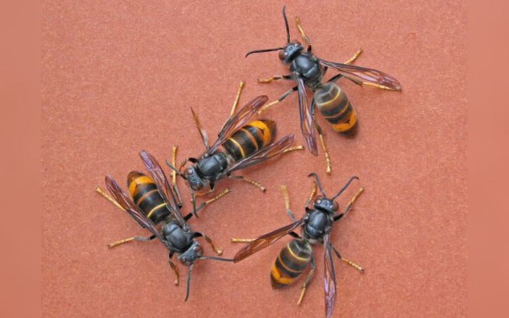 vespa velutina
