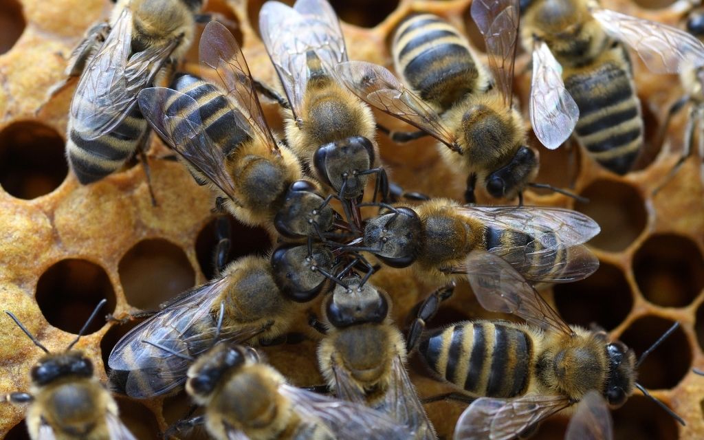Bee Press Photo 7