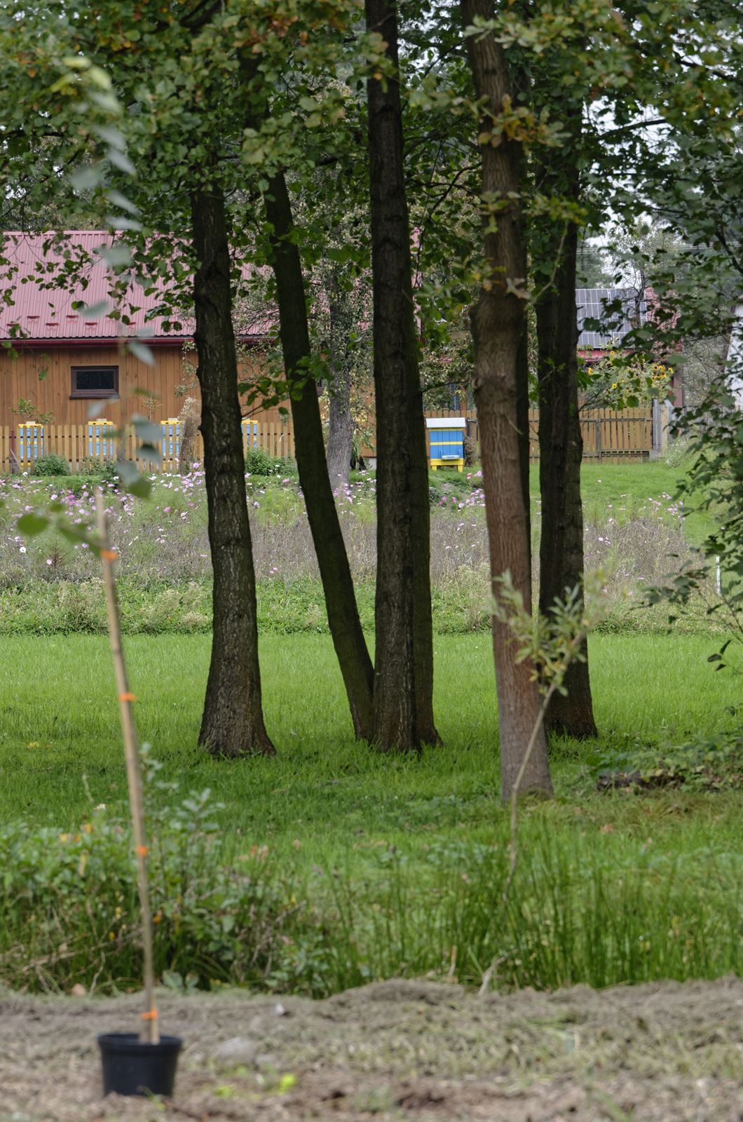 ule w pobliżu