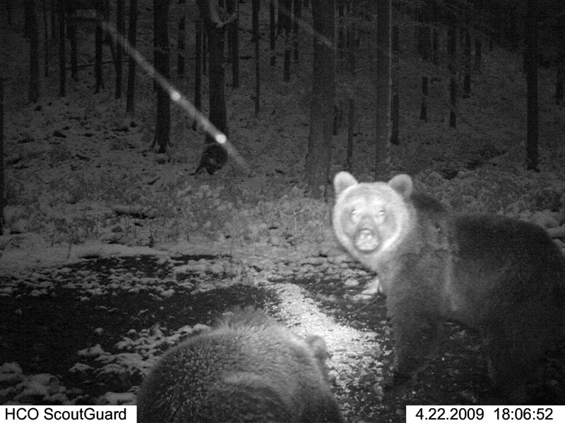 fotopułapka