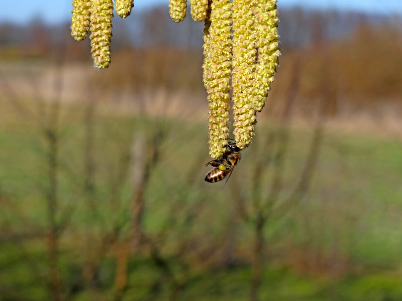 pszczoła