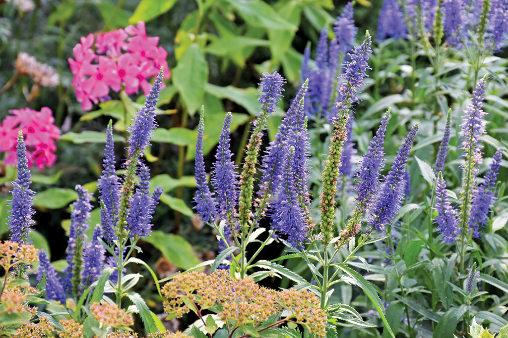 Pasieka nr 96 ([PAS96], lipiec - sierpień 2019, langblattriger-garden-speedwell-1603739)