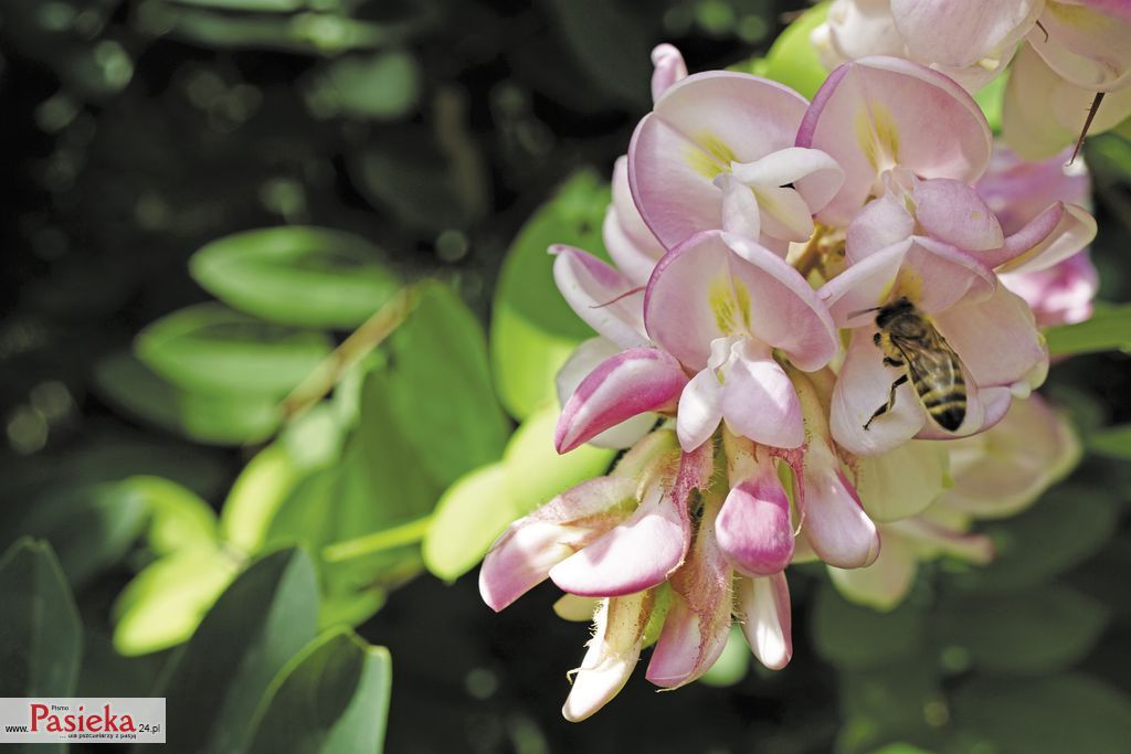 robinia-lepka-(16)