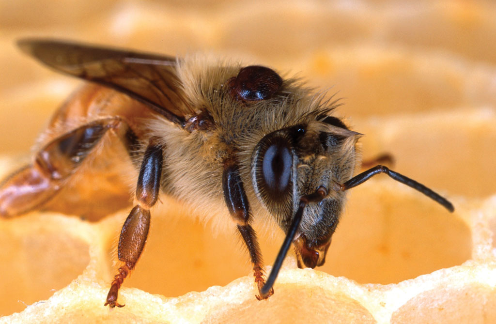 Pokonaj Warroze (bee-85576.tif)