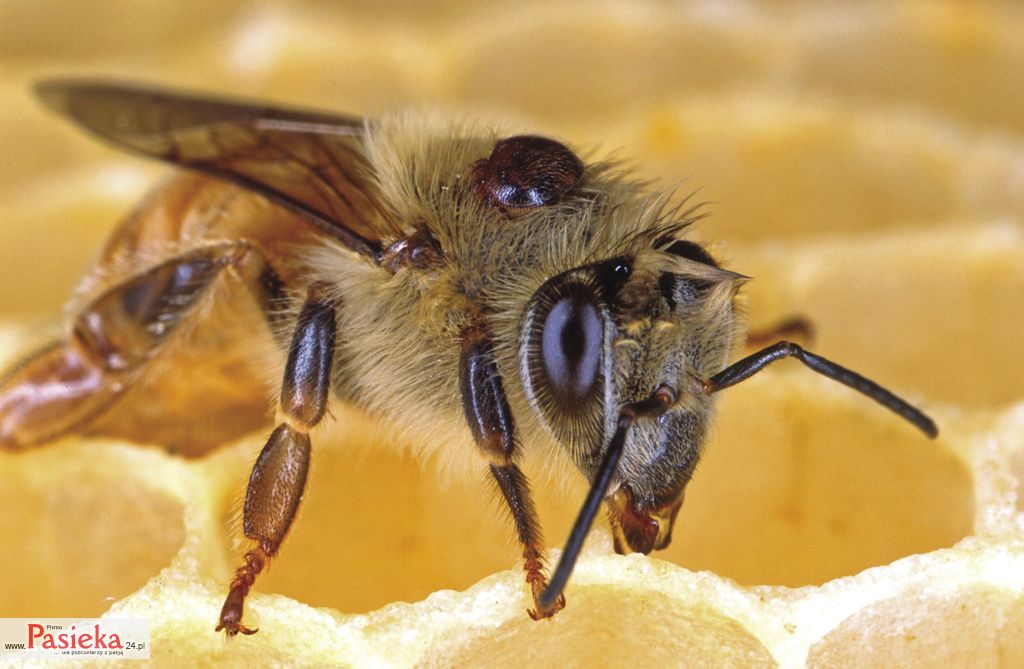 bee-85576