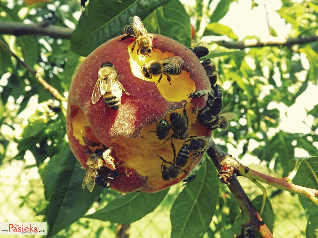 peach-1761643