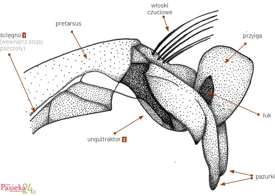 Anatomia pszczoły