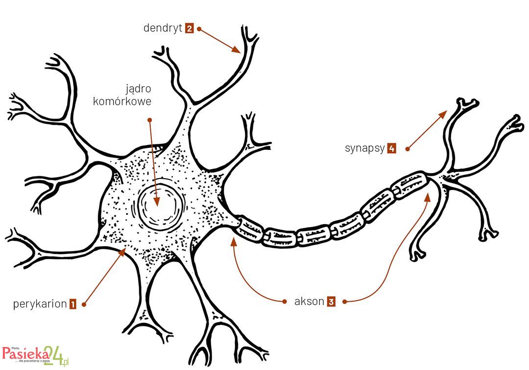 Anatomia pszczoły