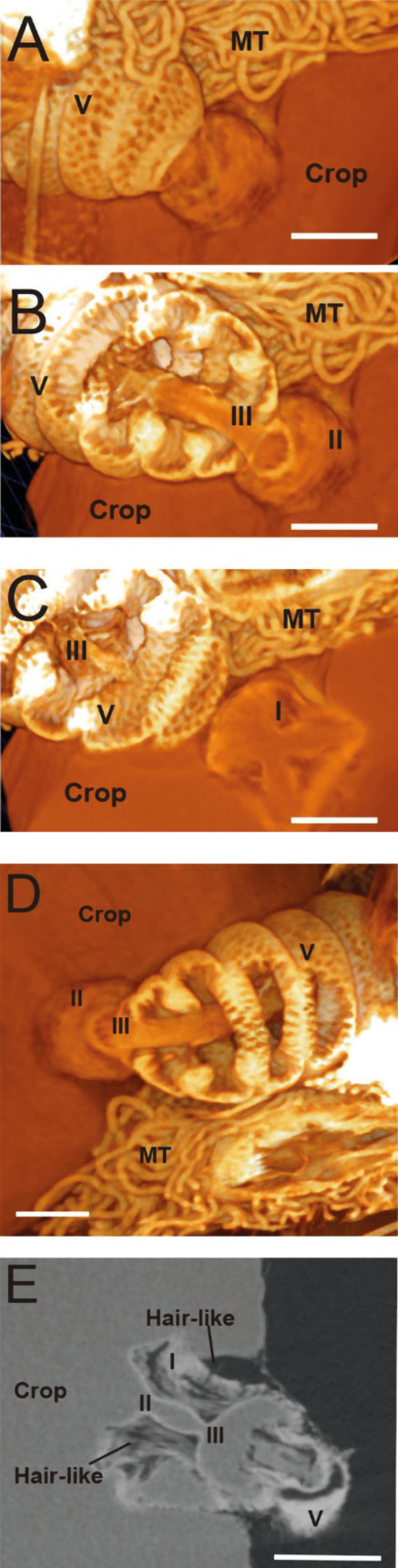 Anatomia pszczoły