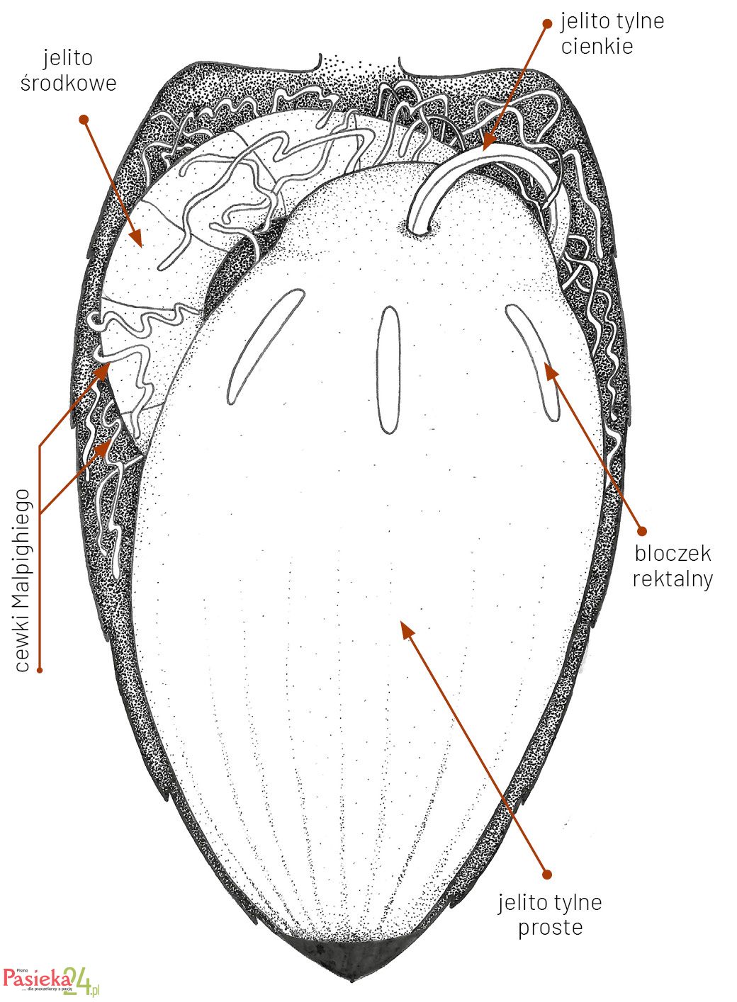 Anatomia pszczoły