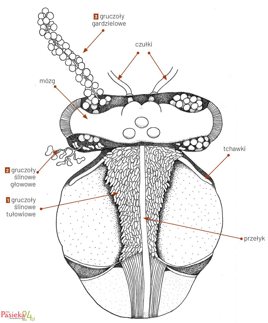 Anatomia pszczoły