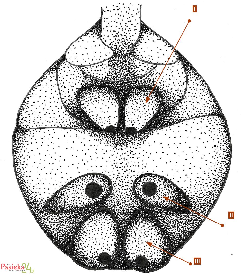 Anatomia pszczoły
