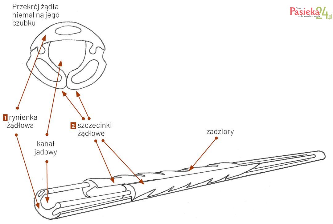 Anatomia pszczoły