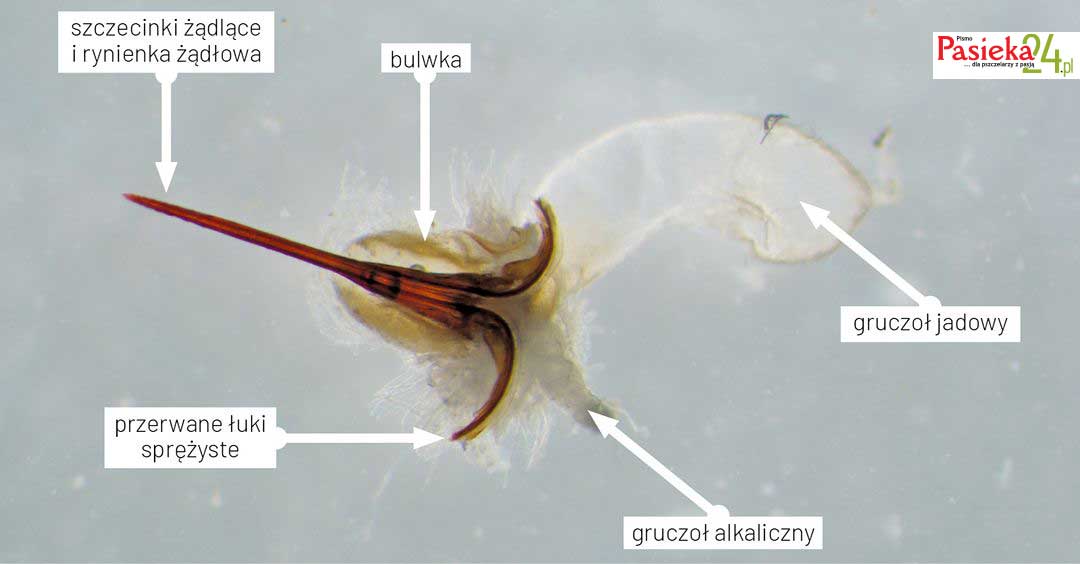 Anatomia pszczoły