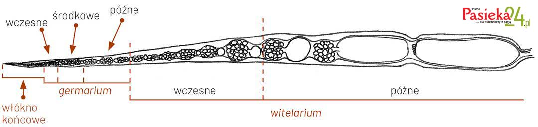 Anatomia pszczoły