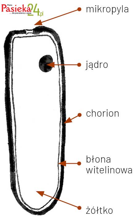 Anatomia pszczoły