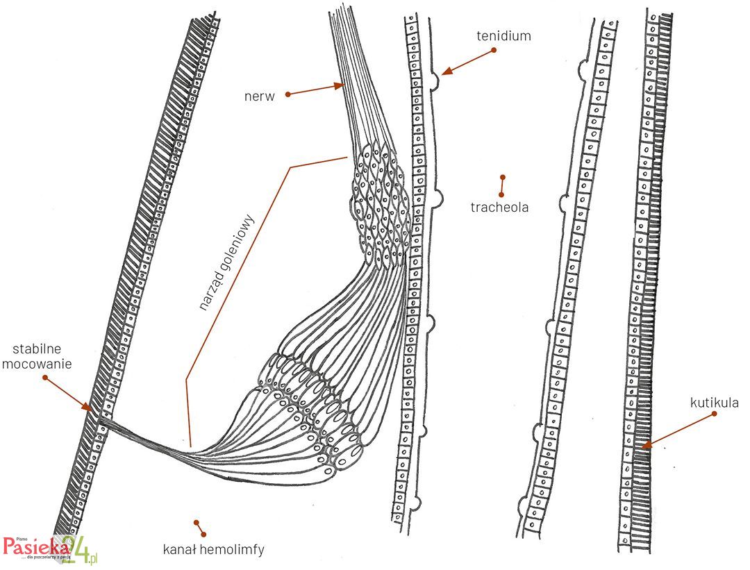 Anatomia pszczoły