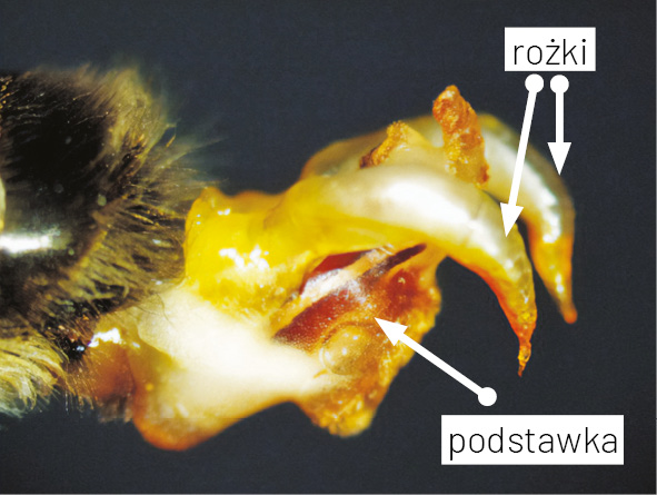 Anatomia pszczoły