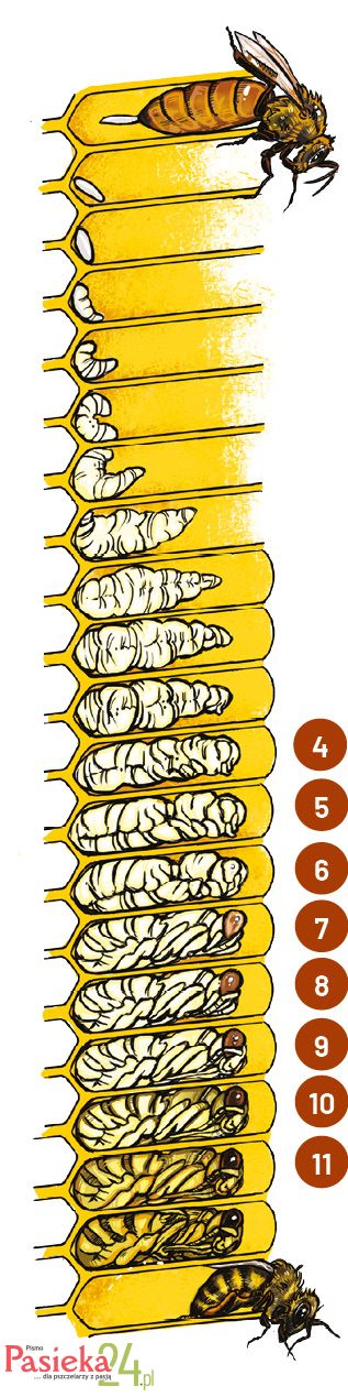 Anatomia pszczoły