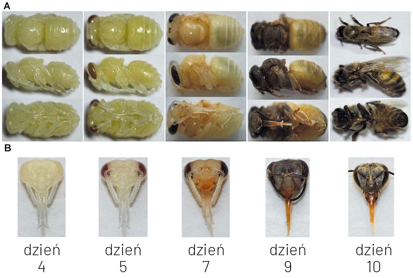 Anatomia pszczoły