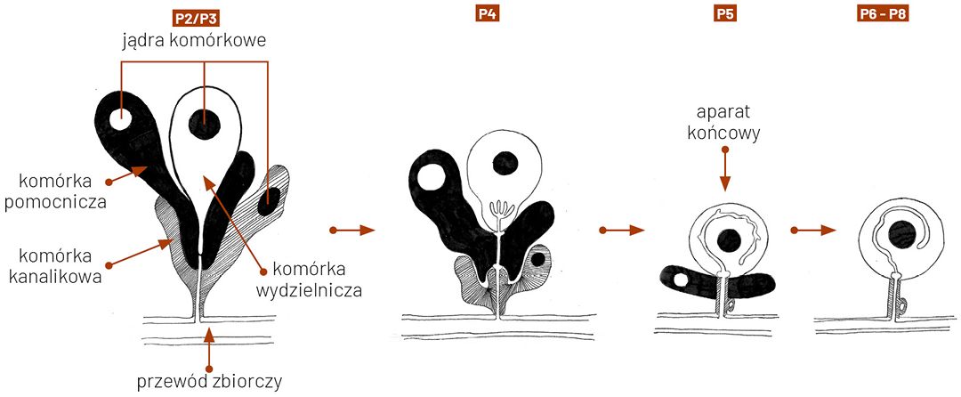 Anatomia pszczoły
