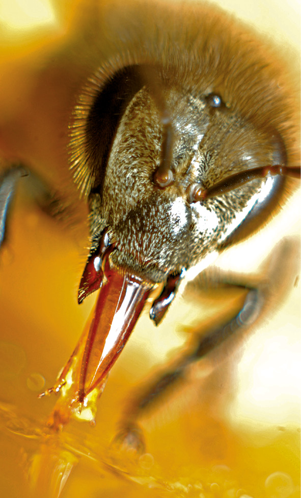 Anatomia pszczoły