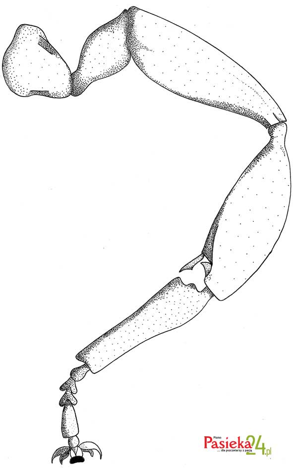Anatomia pszczoły