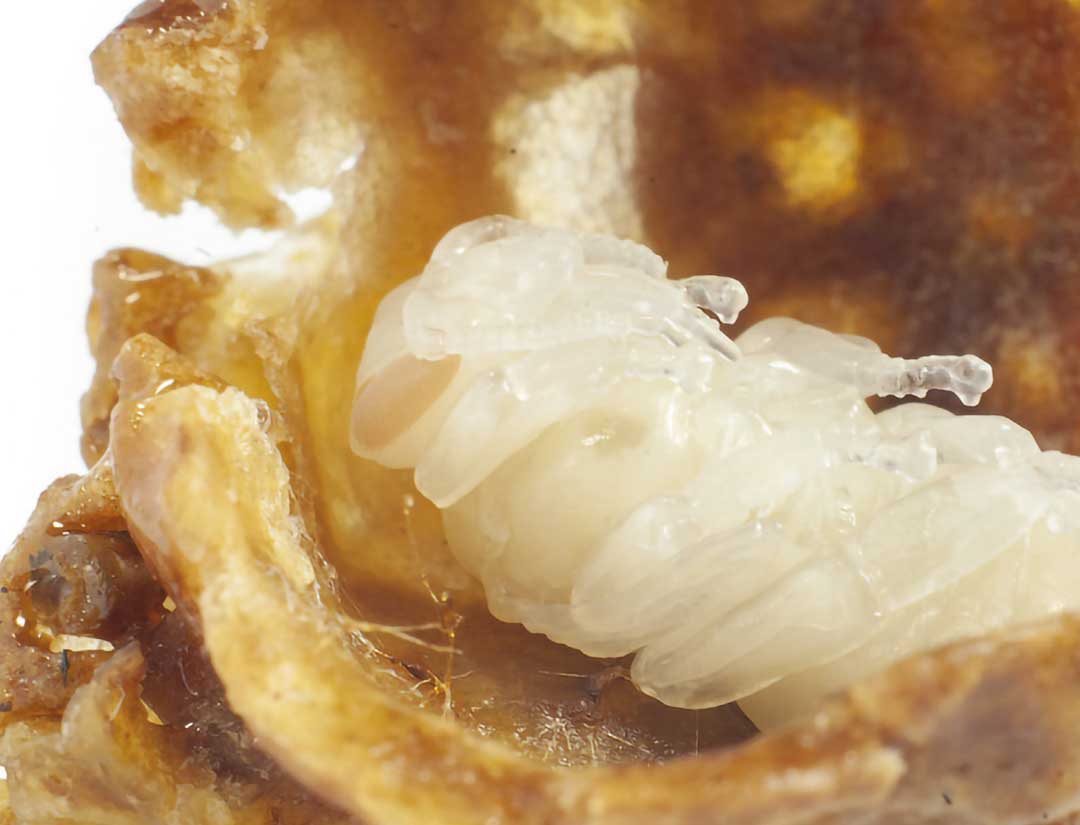 Anatomia pszczoły