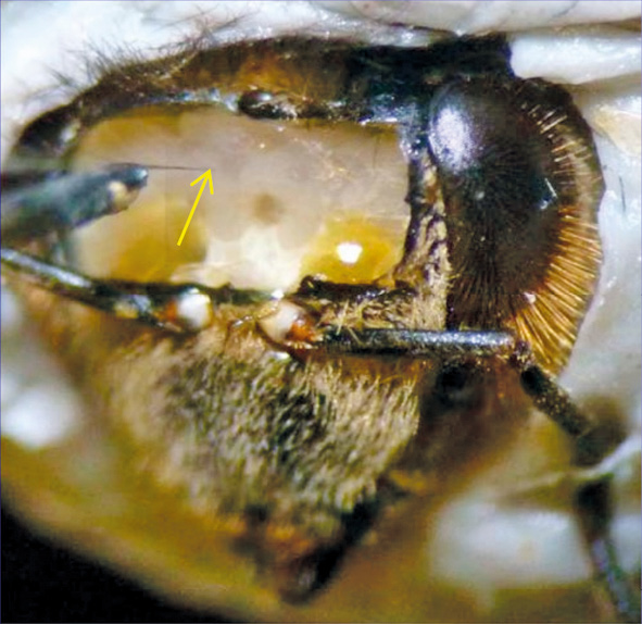 Anatomia pszczoły
