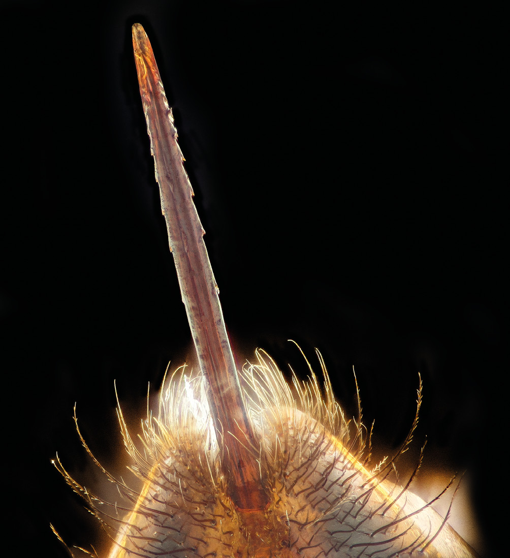 Anatomia pszczoły