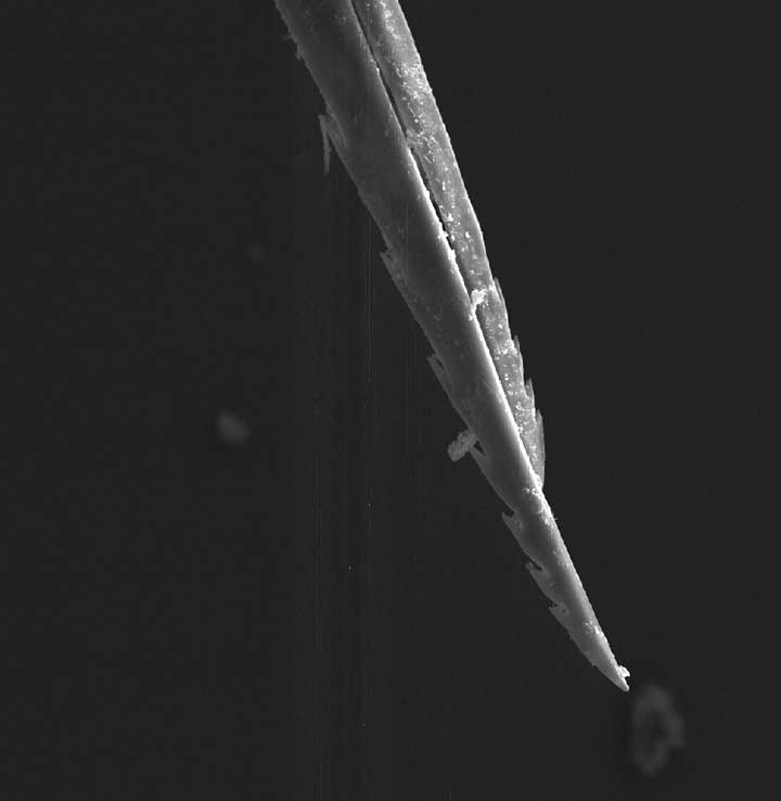 Anatomia pszczoły