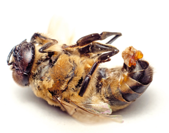 Anatomia pszczoły