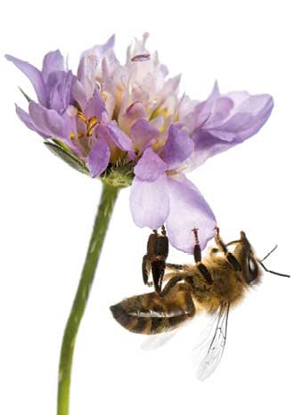 Anatomia pszczoły